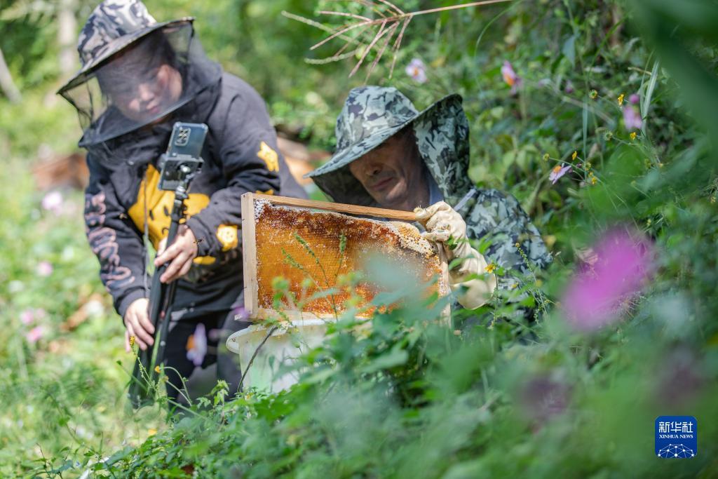 问鼎下载入口